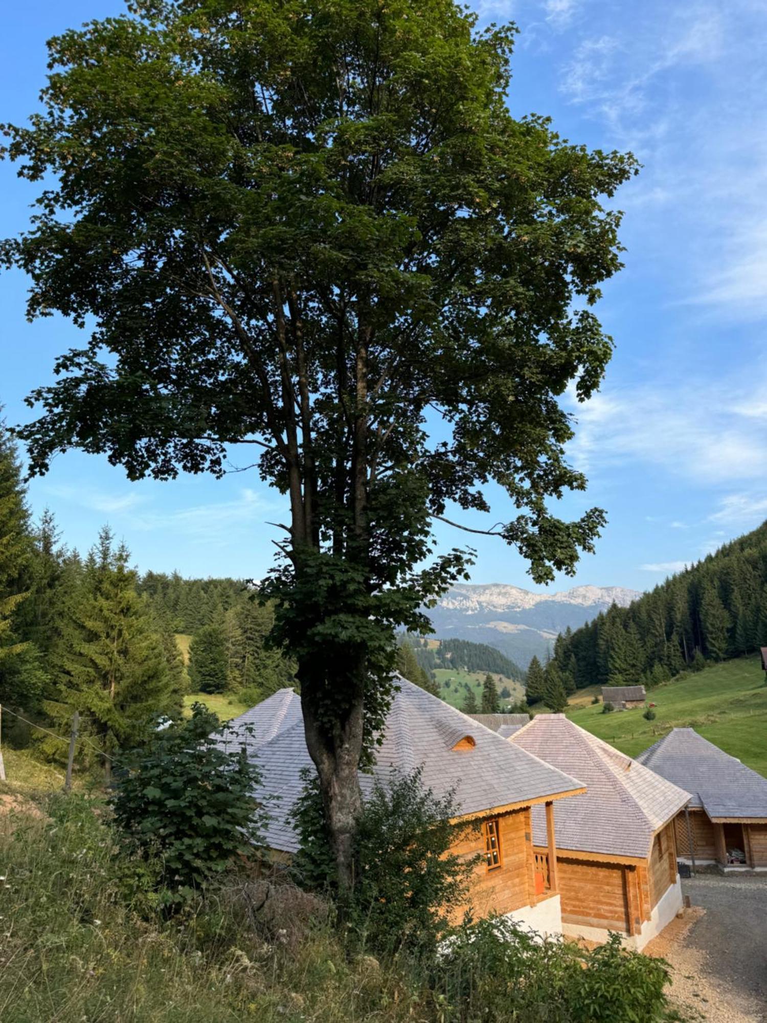 Andolia Villa Moeciu De Sus Dış mekan fotoğraf