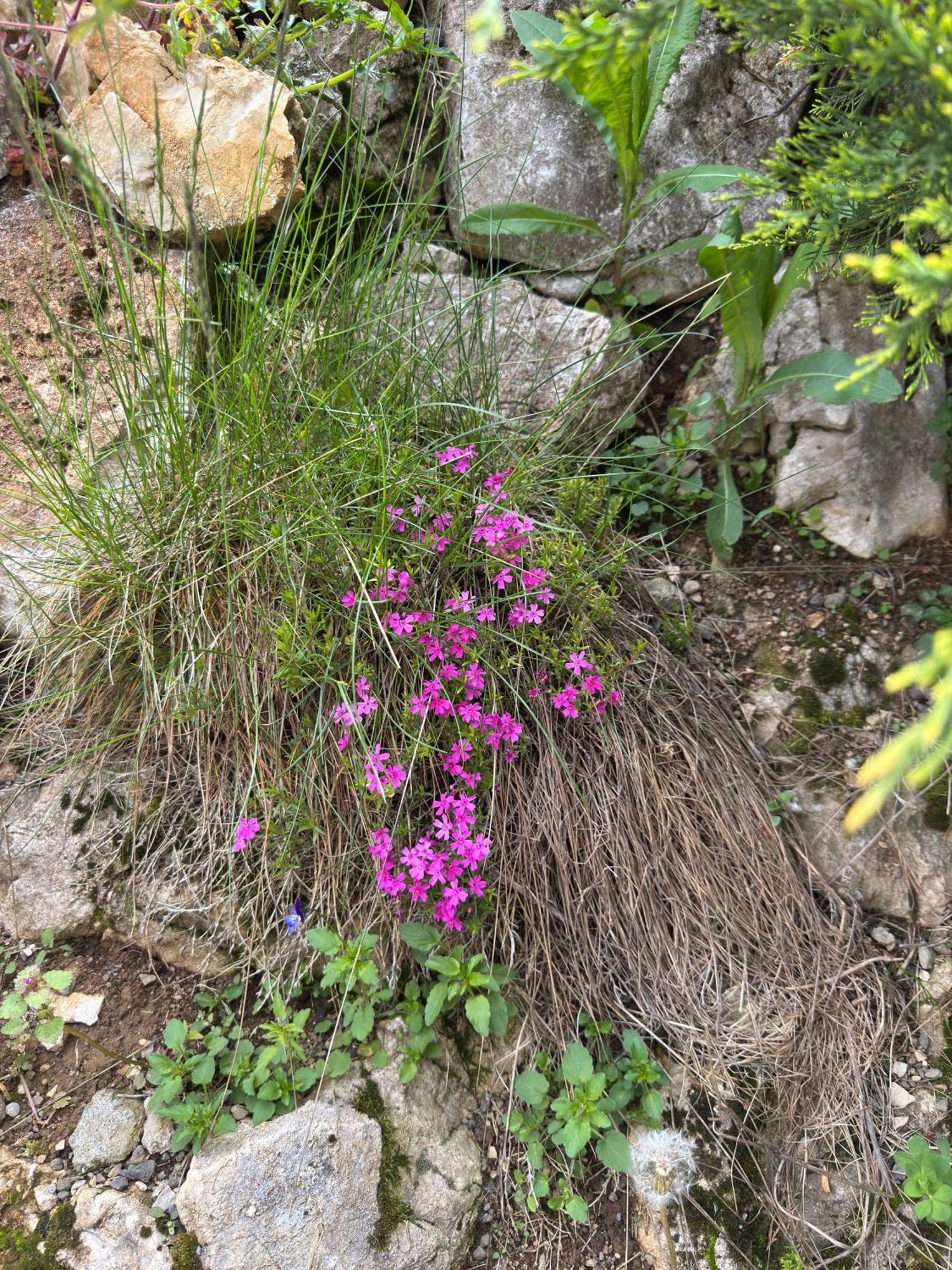 Andolia Villa Moeciu De Sus Dış mekan fotoğraf
